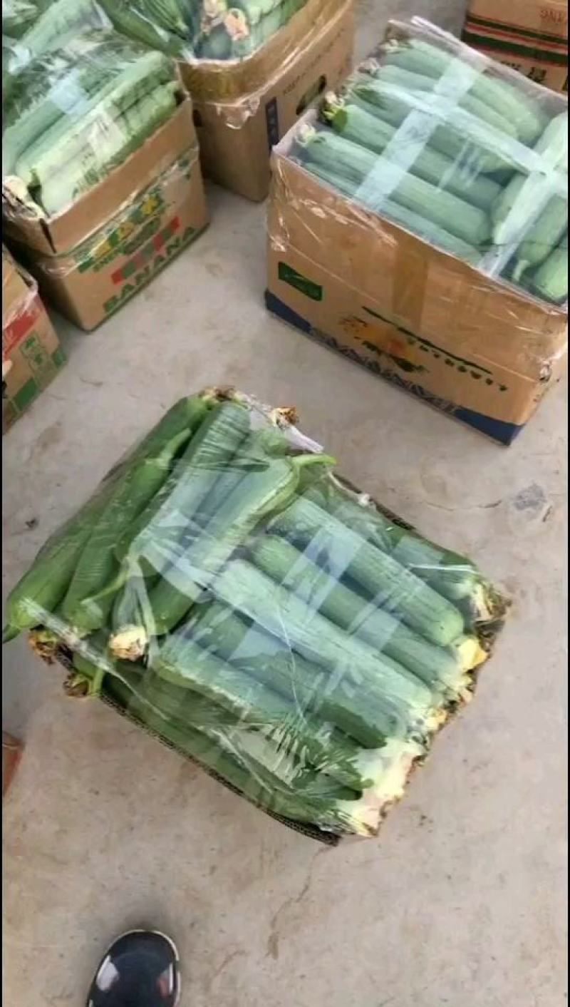 精品肉丝瓜油皮丝瓜直径20厘米以上口感