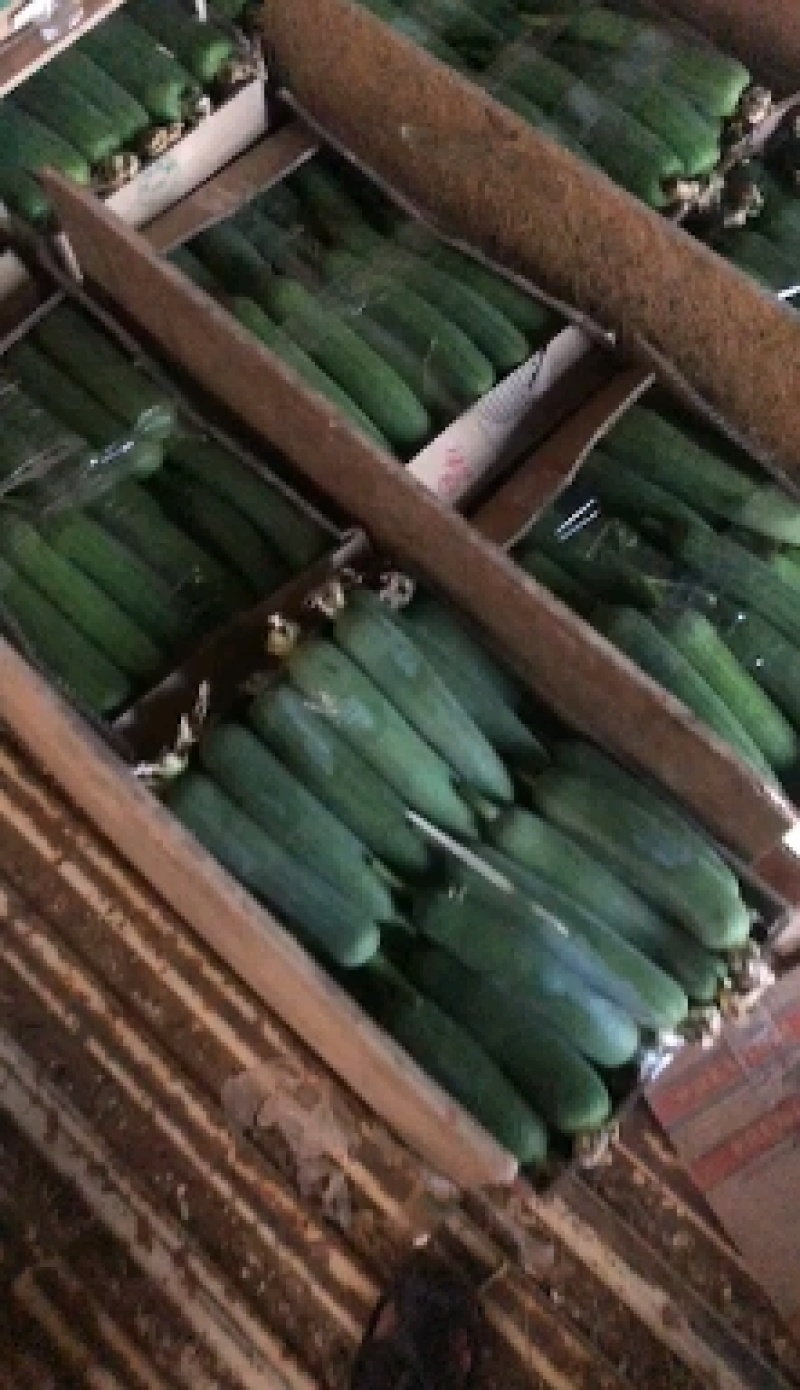精品肉丝瓜油皮丝瓜直径20厘米以上口感