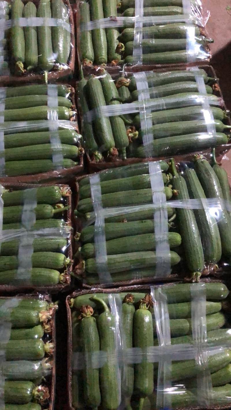 精品肉丝瓜油皮丝瓜直径20厘米以上口感