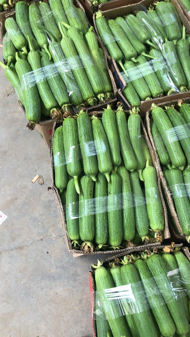精品肉丝瓜油皮丝瓜直径20厘米以上口感