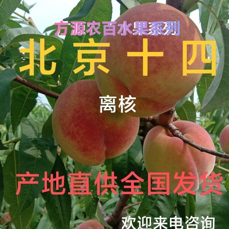 北京十四号桃（离核毛桃大量供货中沙地水果口感好，产地直供