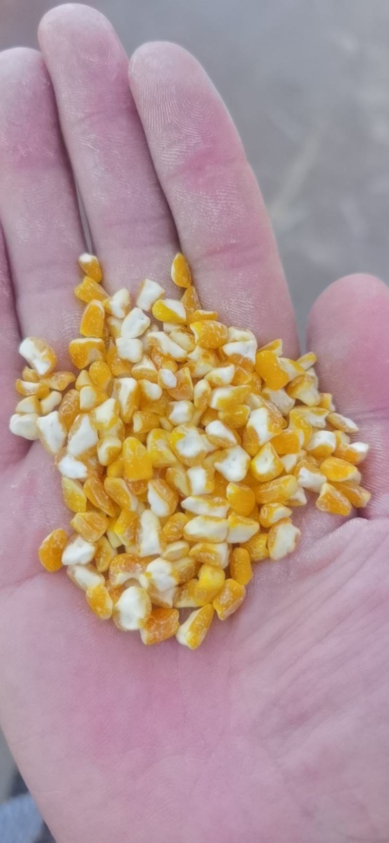 粗玉米渣黄玉米碴玉米碎苞米棒子粒子大中细颗粒玉米糁