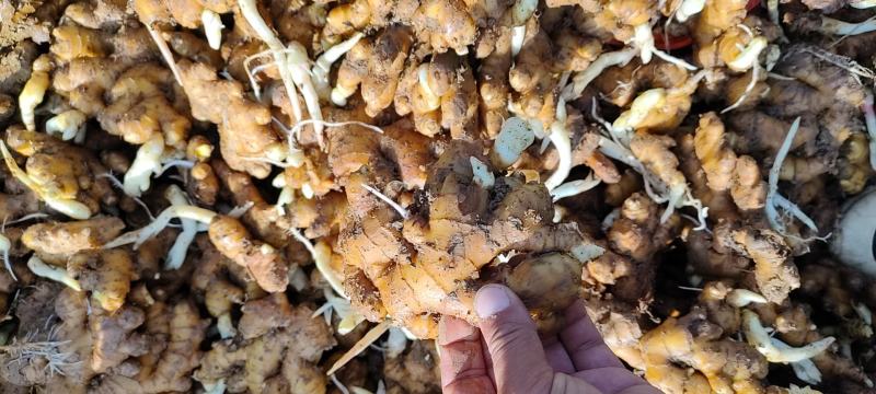 生姜供电商工厂云南小黄姜可做干可水洗无货）