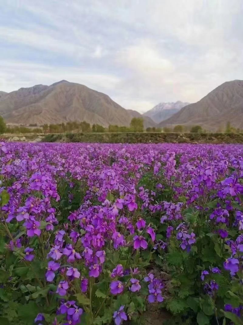 二月兰，秋天播种，早春开花，是早春景观花海常用品种，