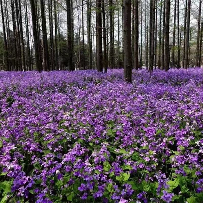 二月兰，秋天播种，早春开花，是早春景观花海常用品种，