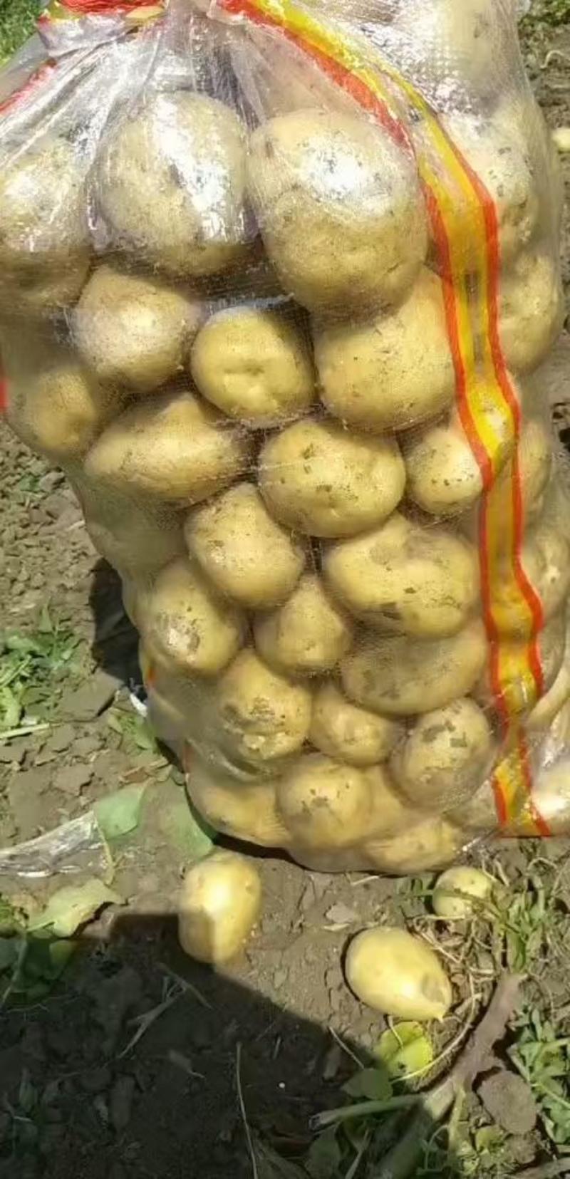 内蒙黄心土豆大量上市中价格便宜，农户走货量积极，欢迎选购