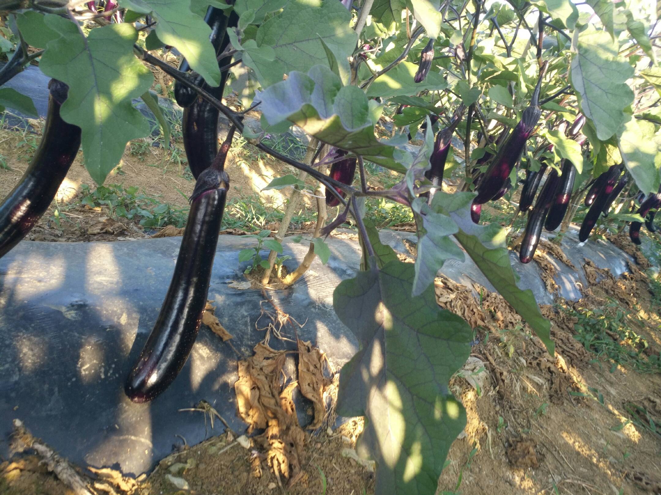 茄子植株与根部特写