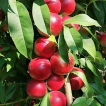 珍珠枣油桃，产自河南灵宝，7月下旬上市，白肉离核糖度高