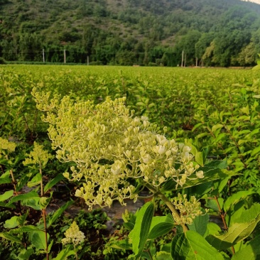 木锈球花和花苗