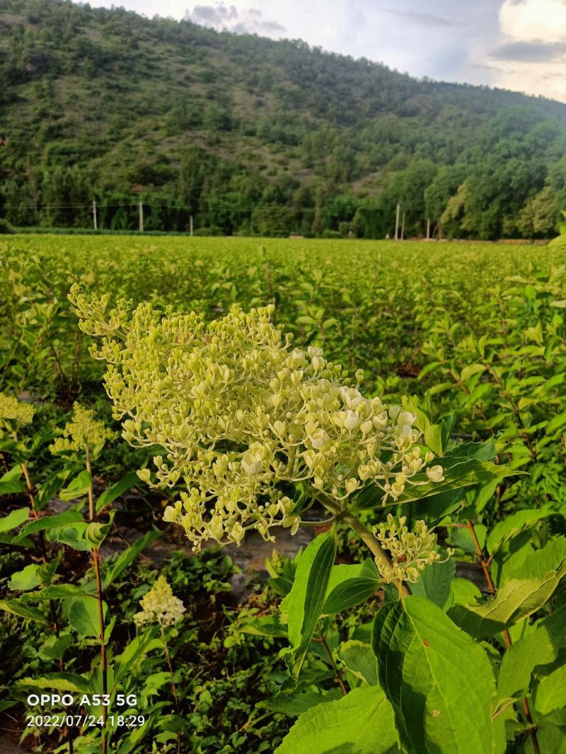 木锈球花和花苗