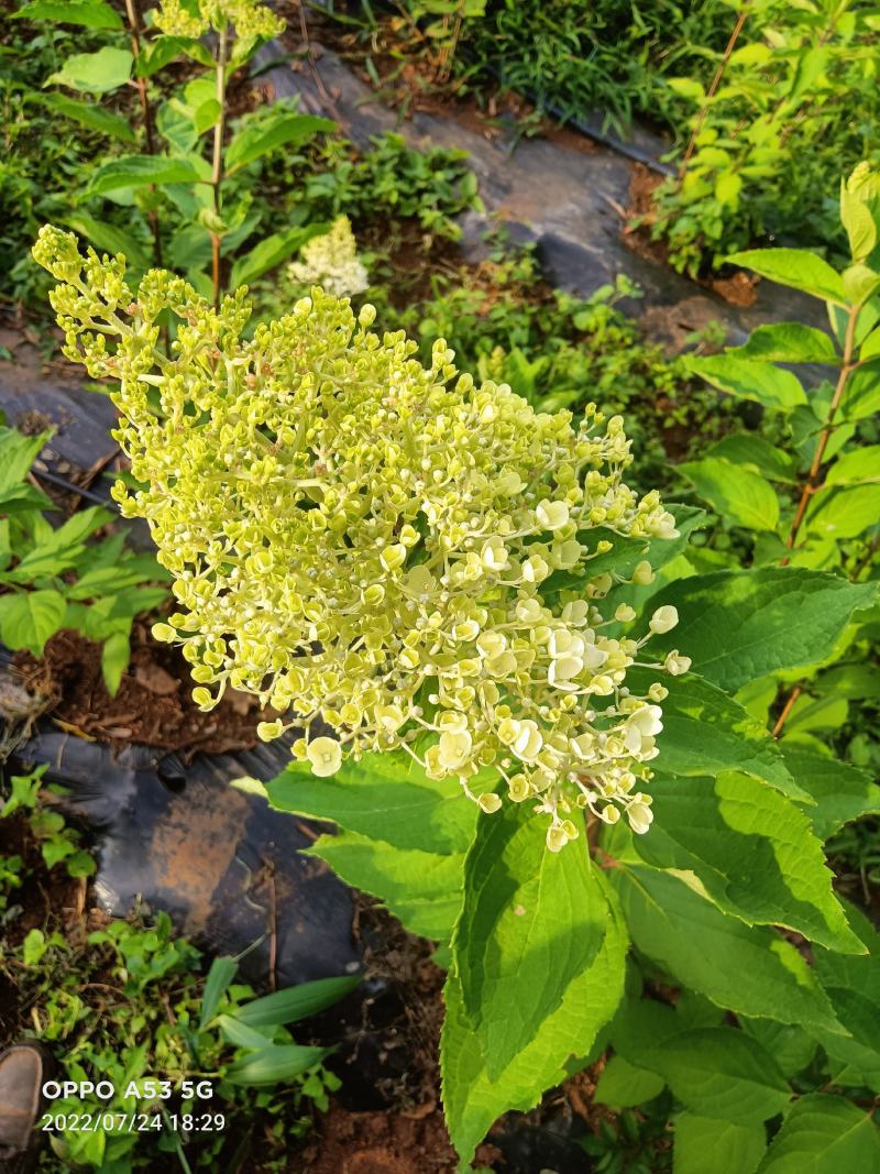 木锈球花和花苗