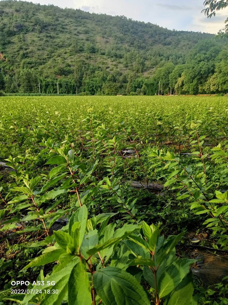 木锈球花和花苗