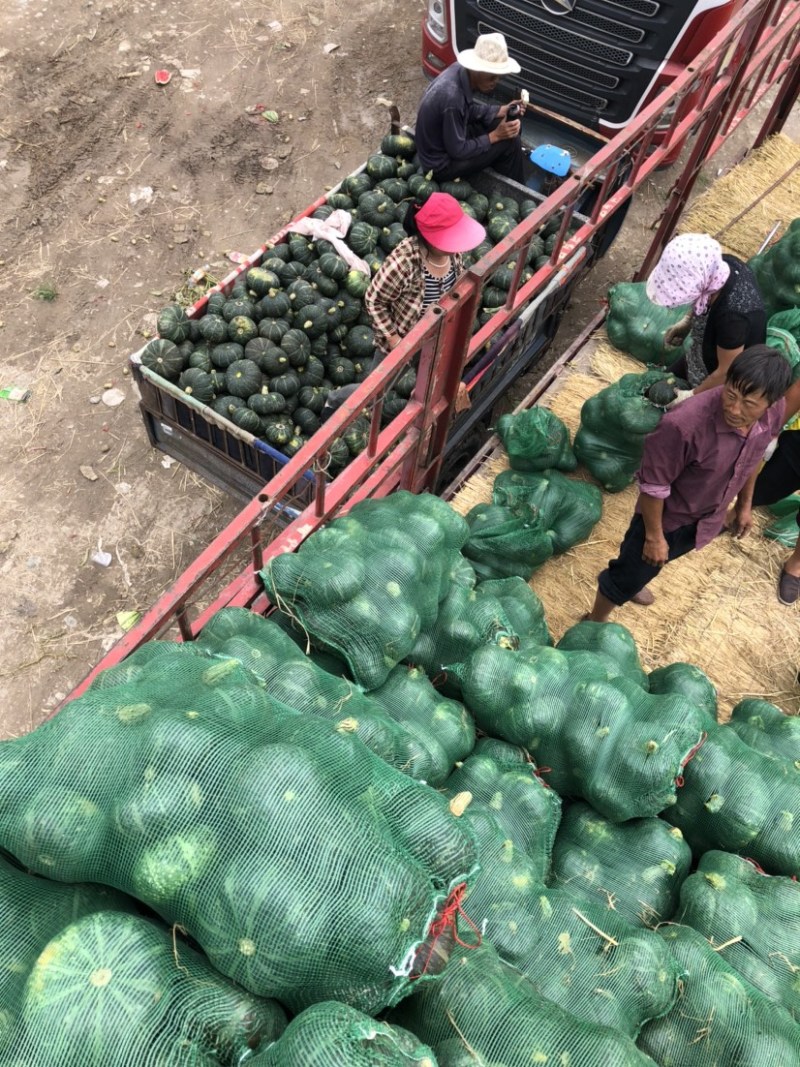 板栗南瓜产地直销对接各种平台质量保证欢迎咨询