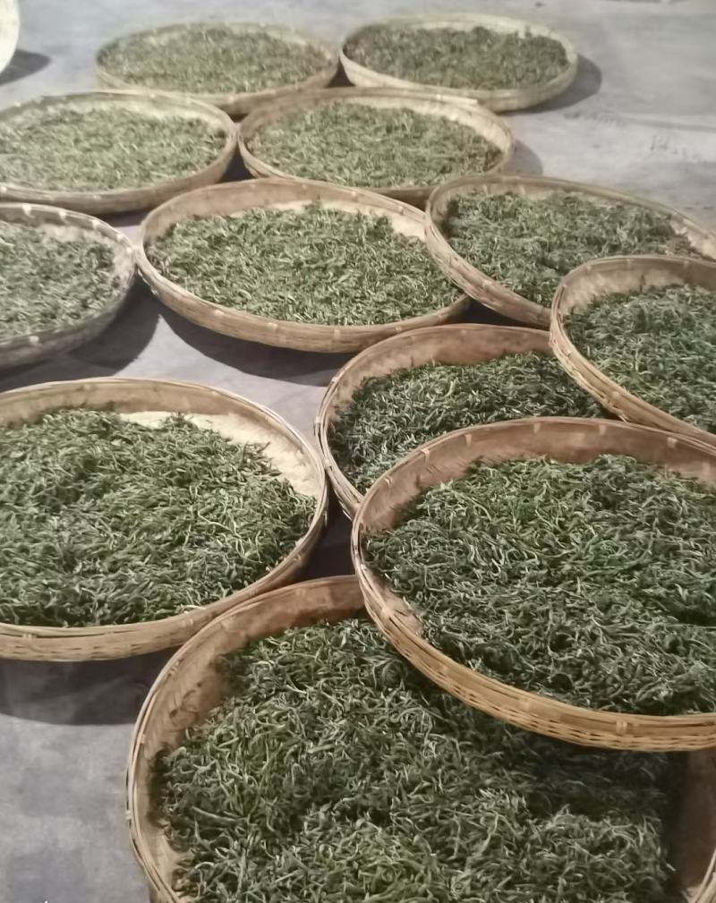 双龙单株古树