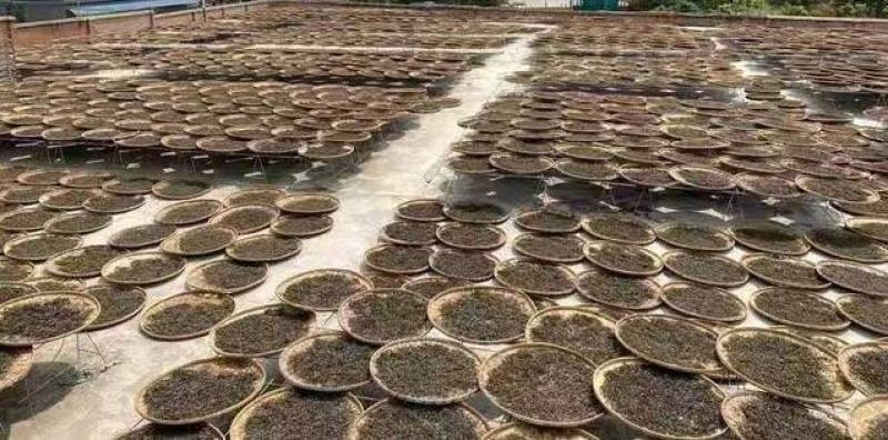 双龙单株古树
