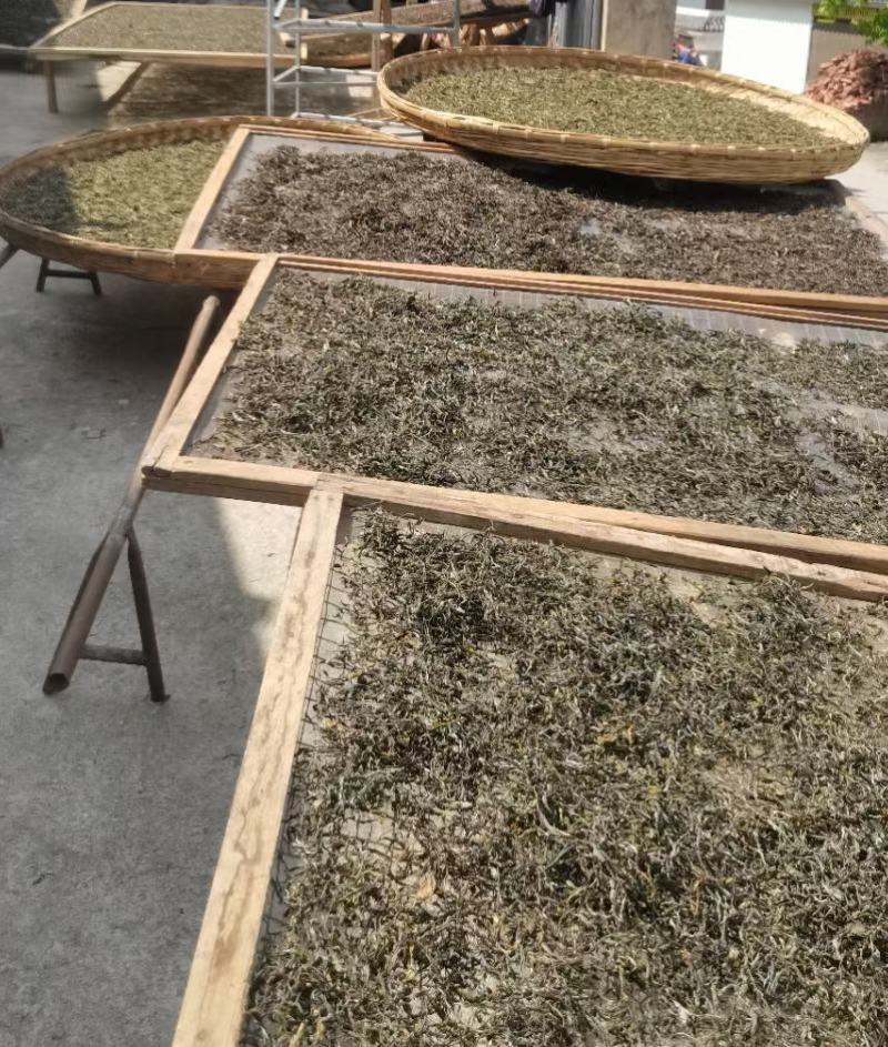 双龙单株古树