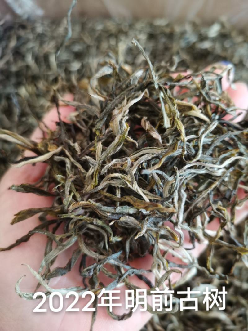 双龙单株古树