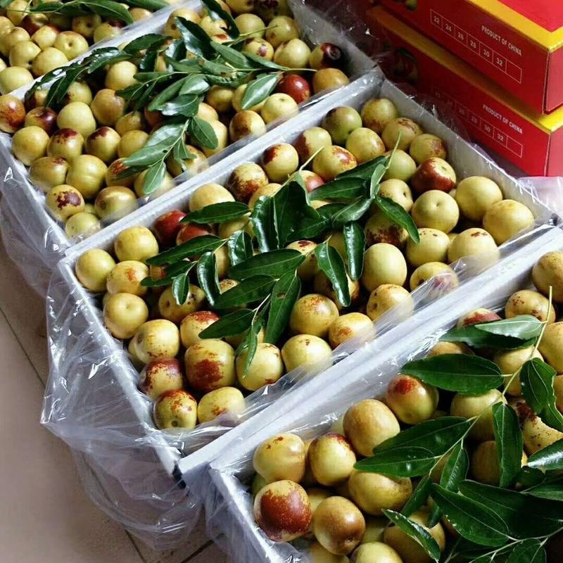 【实力】沾化冬枣精品鲜枣大量有货质量保证全国发货