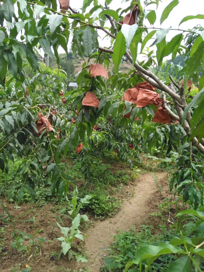 正宗高山黄桃销售