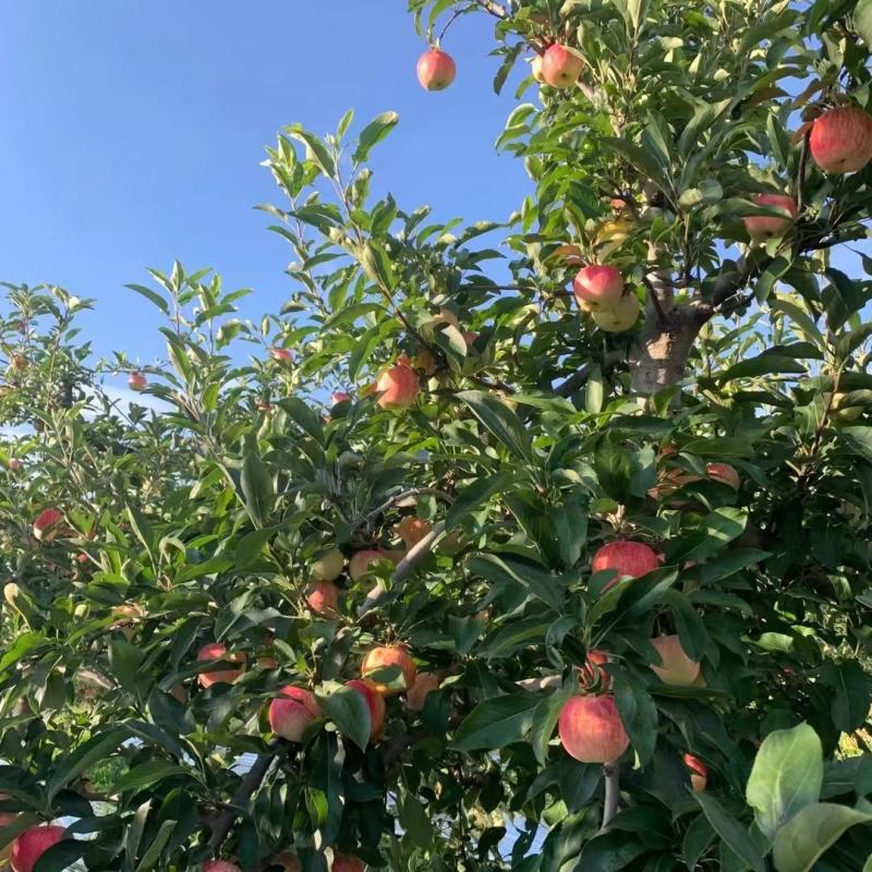 陕西渭南白水县纸袋晚熟红富士，红星苹果上市，欢迎订购