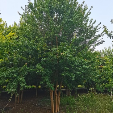 丛生三角枫，三角枫5-8米大量供应中，欢迎实地考察看货