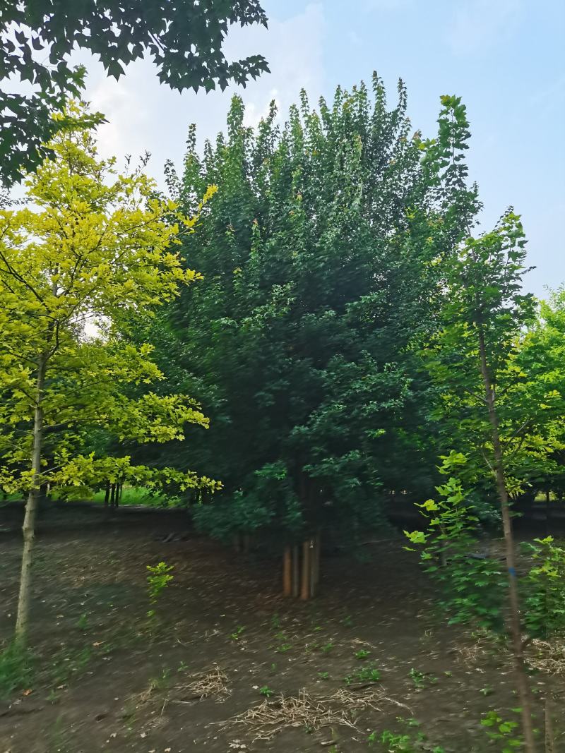 丛生三角枫，三角枫5-8米大量供应中，欢迎实地考察看货