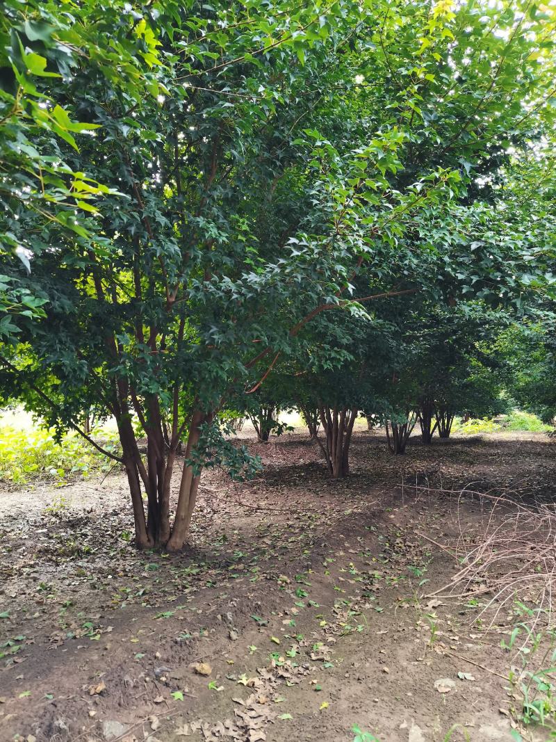 丛生三角枫，三角枫5-8米大量供应中，欢迎实地考察看货