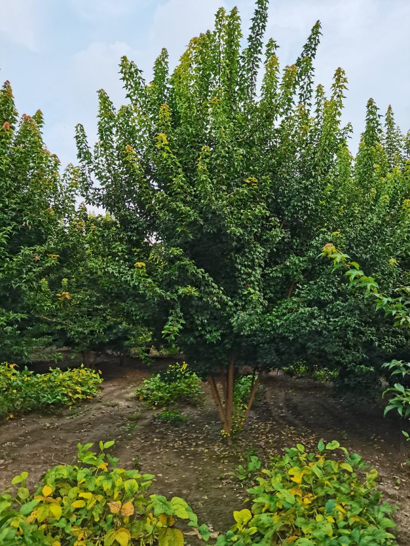 丛生三角枫，三角枫5-8米大量供应中，欢迎实地考察看货