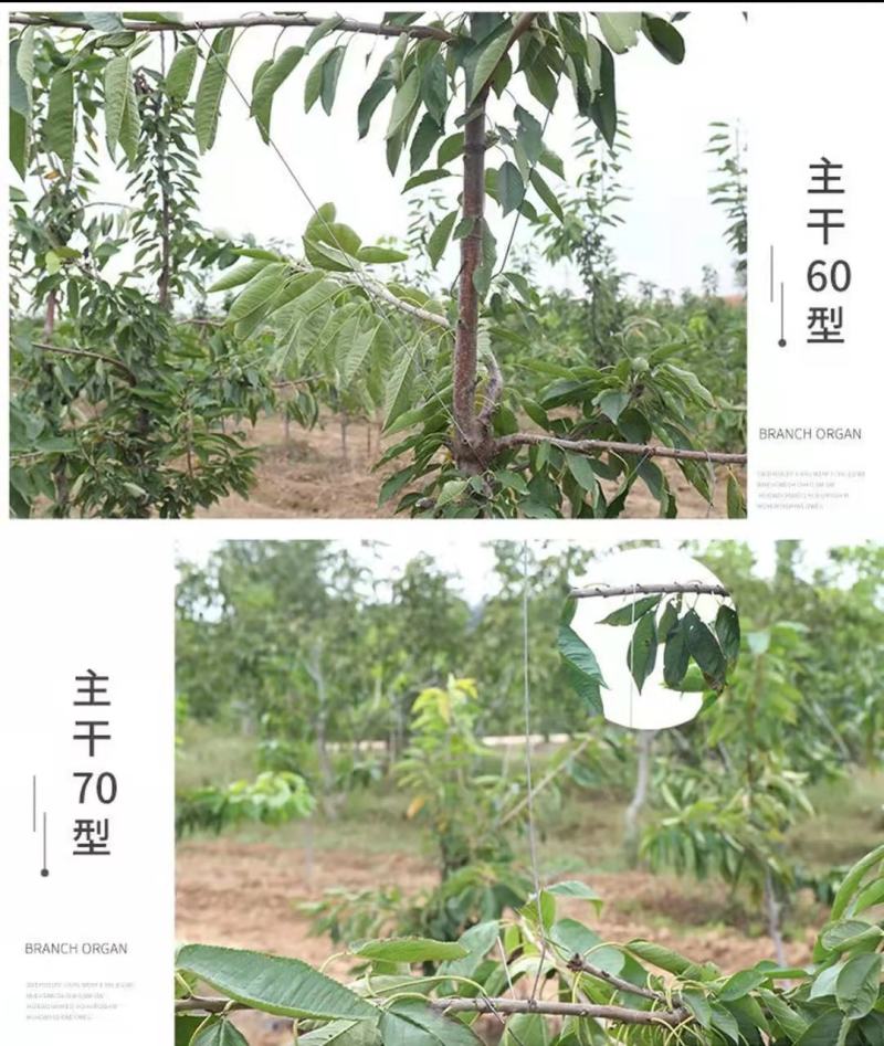 河北永德助主干型拉枝器开角器苹果樱李子梨厂家直销全国发货