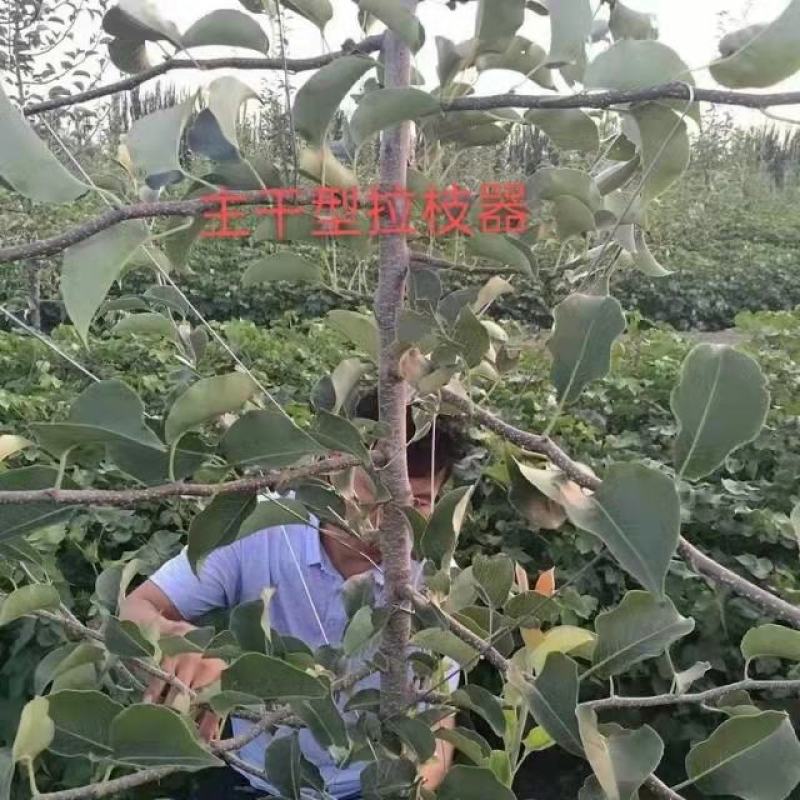 河北永德助主干型拉枝器开角器苹果樱李子梨厂家直销全国发货
