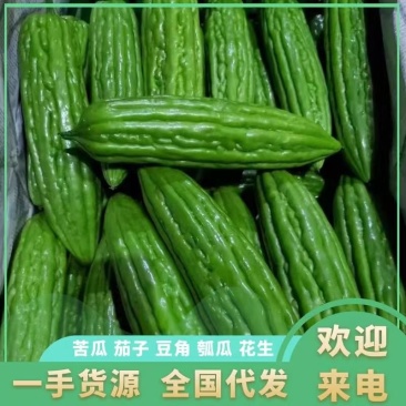 【优选】新苗苦瓜大量上市，现摘现发，质量保证，欢迎订购
