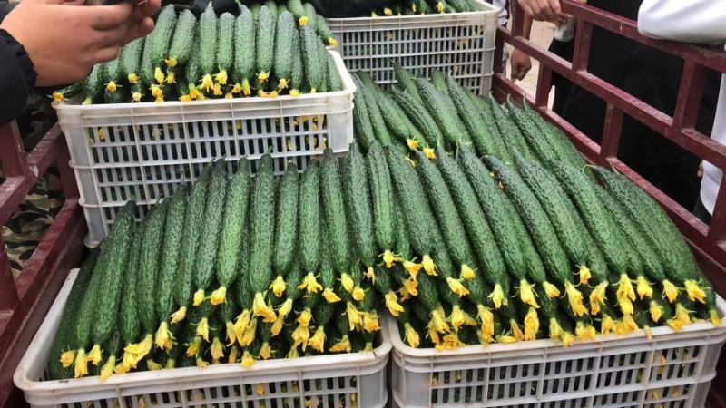 【精品】油亮密刺黄瓜山东大量上市产地直供货源充足！
