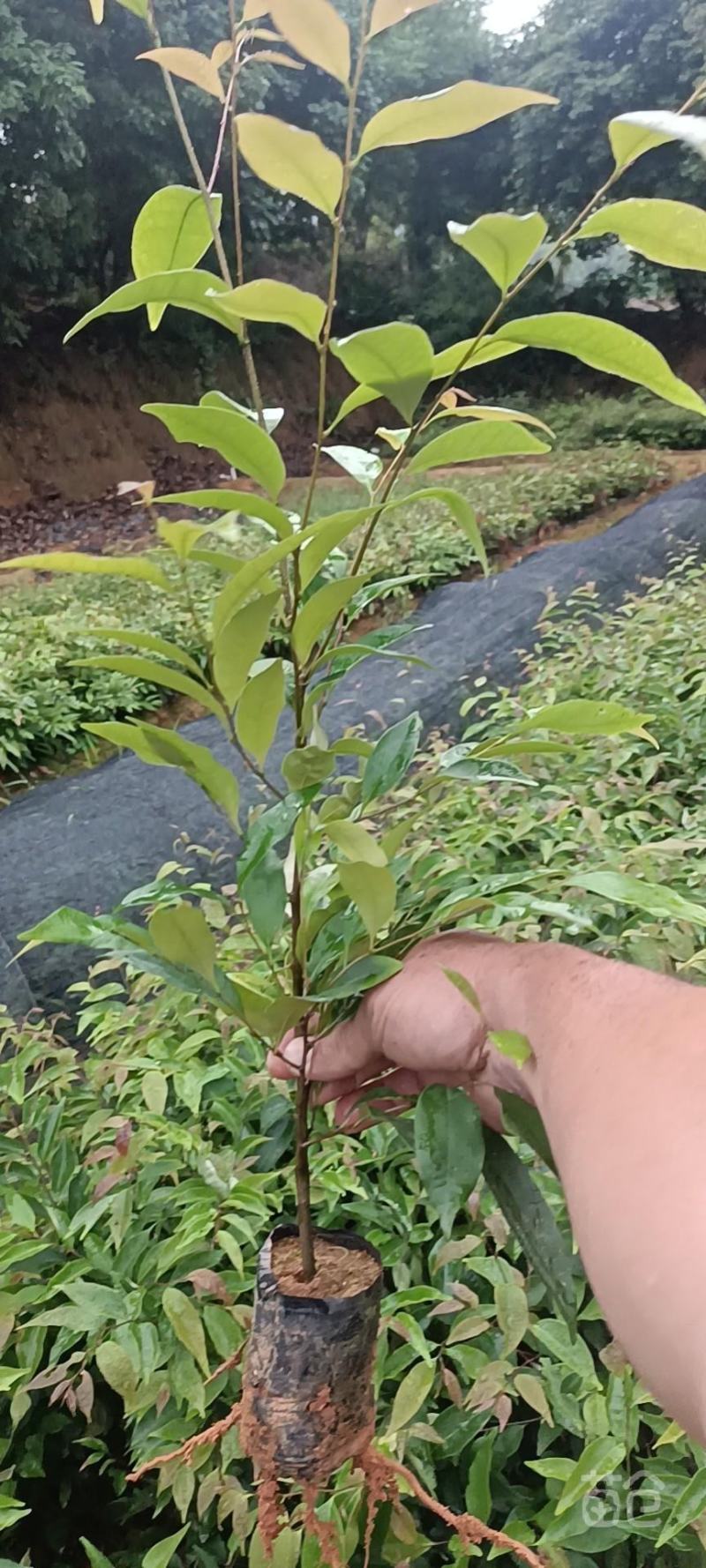 格木苗，火力楠，红椎，山杜英，荷木，土沉香，黄花梨，朴树