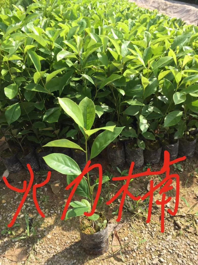 格木苗，火力楠，红椎，山杜英，荷木，土沉香，黄花梨，朴树