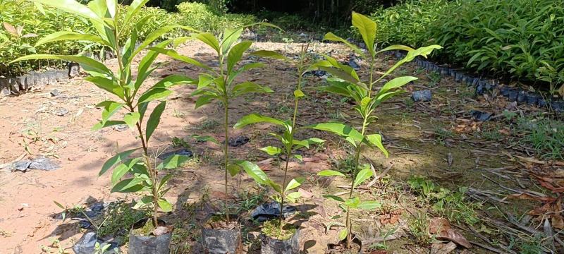 格木苗，火力楠，红椎，山杜英，荷木，土沉香，黄花梨，朴树