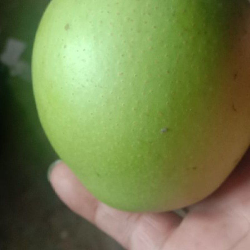 河北深州光果皇冠上市中，货量充足，优选好水果，欢迎电话联