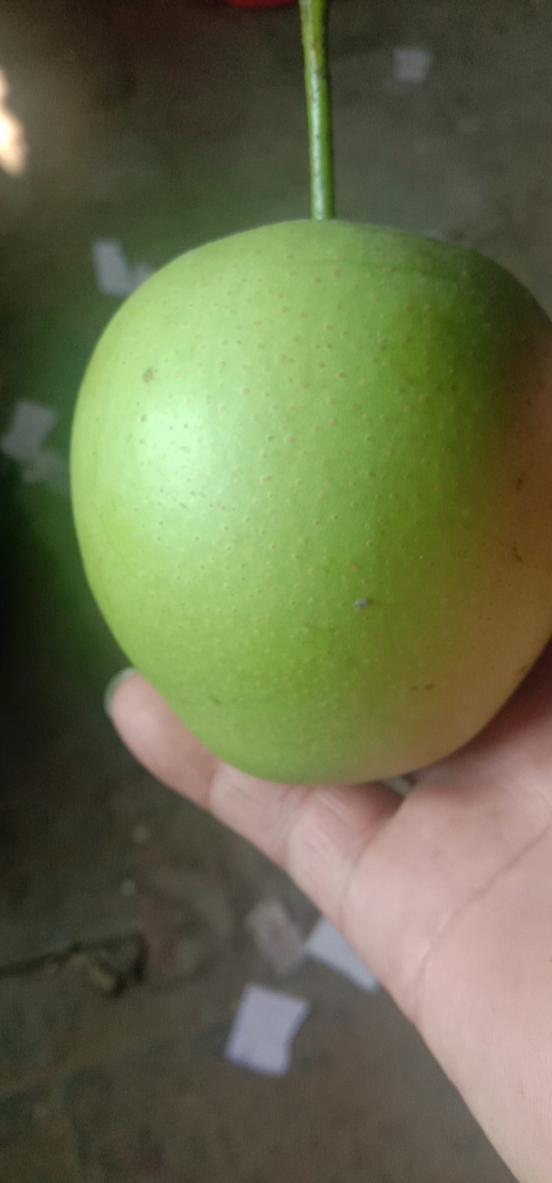 河北深州光果皇冠上市中，货量充足，优选好水果，欢迎电话联