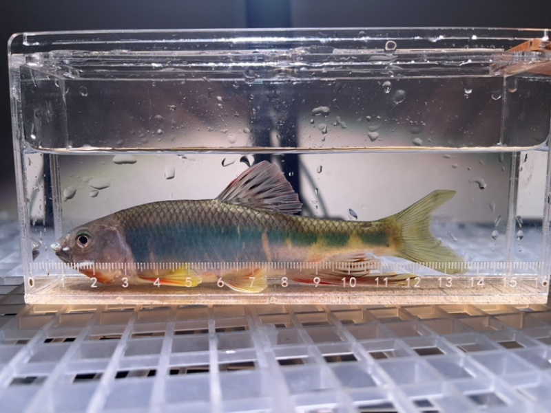 宽鳍鱲，桃花鱼，红翅膀