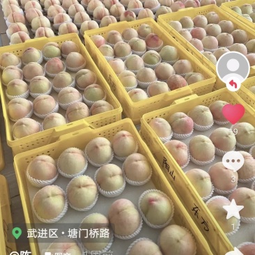 阳山水密桃