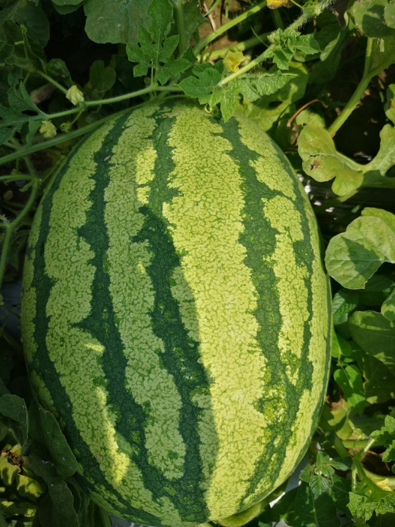 【牛商推荐】精品西瓜，内蒙古金城5号西瓜，产地货源
