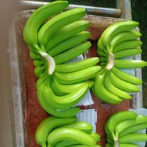 广西崇左市龙州县威廉斯B6香蕉大量上市，欢迎老板过来订够