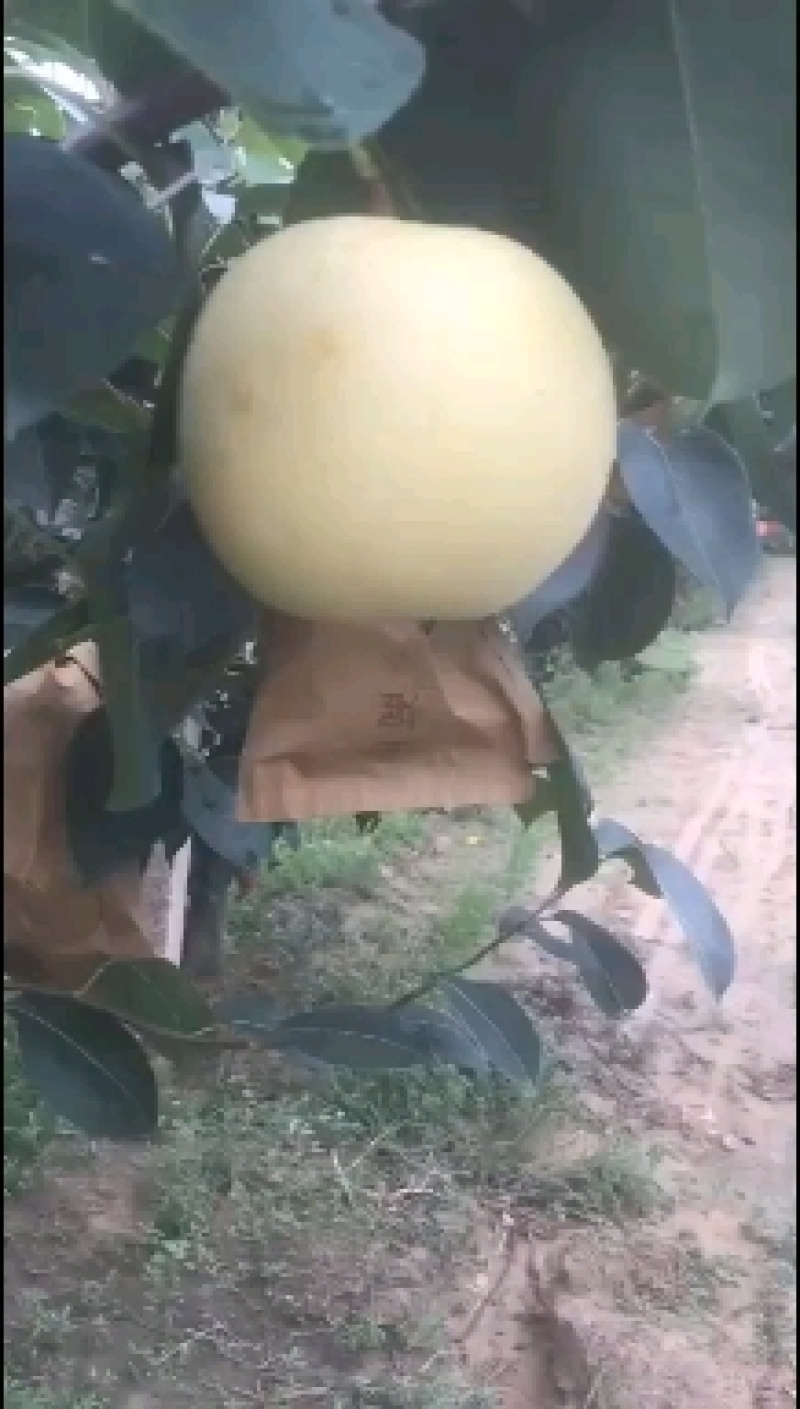 梨
