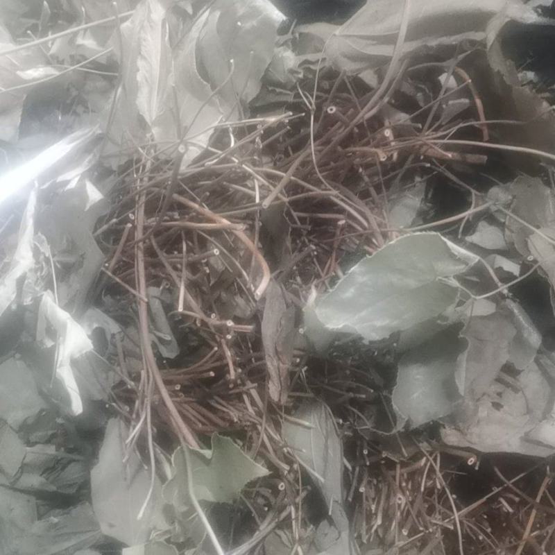 淫羊藿