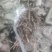 淫羊藿