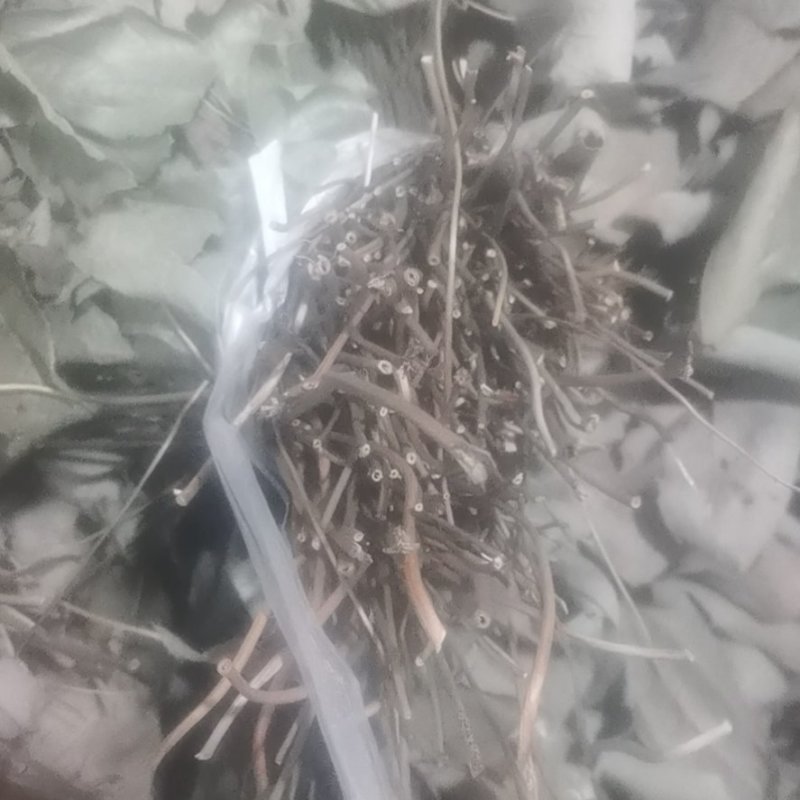 淫羊藿