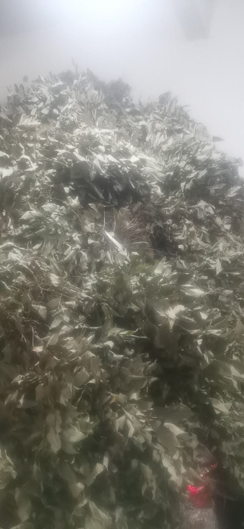 淫羊藿