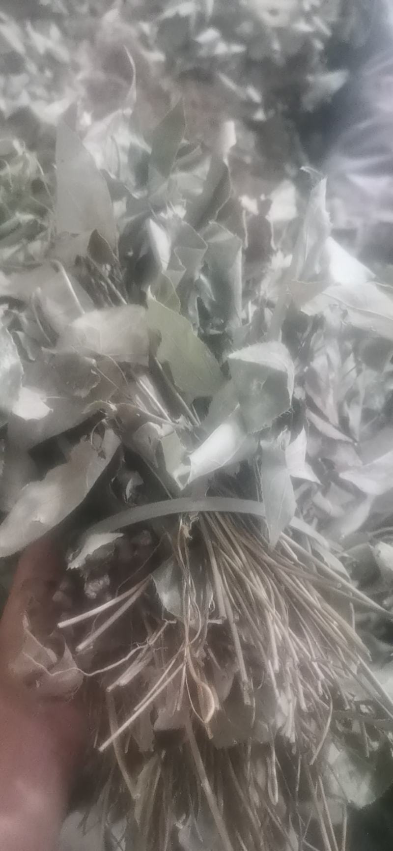 淫羊藿