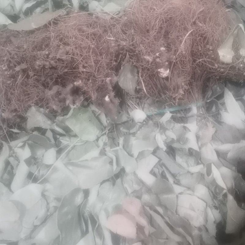 淫羊藿