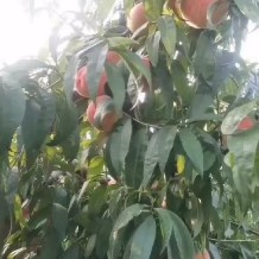北京大红桃，绿化九毛桃大量上市中有需要联系我