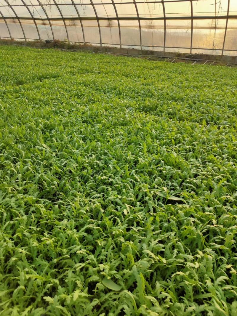 青海高原茼蒿大量上市支持视频看货。欢迎各界老板前来洽谈。